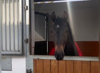 Hannoveriano, Caballo castrado, 4 años, 170 cm, Castaño oscuro