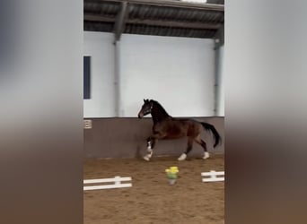 Hannoveriano, Caballo castrado, 4 años, 170 cm, Castaño oscuro