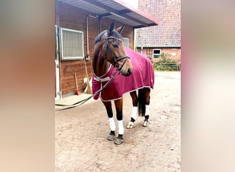 Hannoveriano, Caballo castrado, 4 años, 170 cm, Castaño oscuro