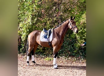 Hannoveriano, Caballo castrado, 4 años, 170 cm, Castaño oscuro