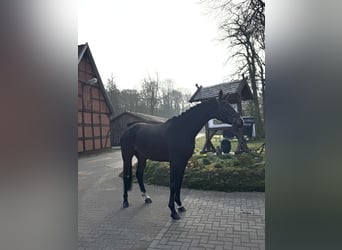Hannoveriano, Caballo castrado, 4 años, 170 cm, Castaño oscuro