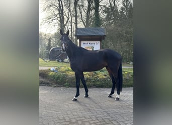 Hannoveriano, Caballo castrado, 4 años, 170 cm, Castaño oscuro
