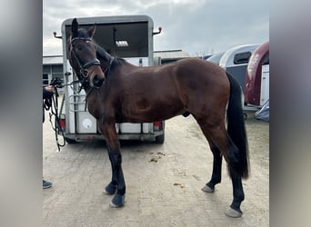 Hannoveriano, Caballo castrado, 4 años, 170 cm, Castaño oscuro