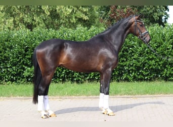 Hannoveriano, Caballo castrado, 4 años, 170 cm, Castaño oscuro