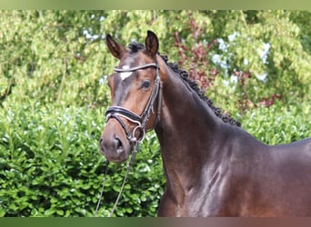 Hannoveriano, Caballo castrado, 4 años, 170 cm, Castaño oscuro