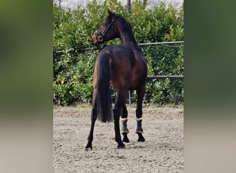 Hannoveriano, Caballo castrado, 4 años, 170 cm, Castaño oscuro