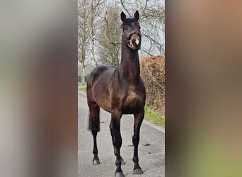 Hannoveriano, Caballo castrado, 4 años, 170 cm, Castaño oscuro
