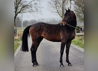 Hannoveriano, Caballo castrado, 4 años, 170 cm, Castaño oscuro