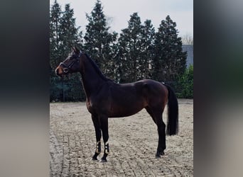 Hannoveriano, Caballo castrado, 4 años, 170 cm, Castaño oscuro