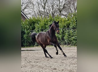 Hannoveriano, Caballo castrado, 4 años, 170 cm, Castaño oscuro