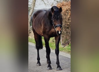 Hannoveriano, Caballo castrado, 4 años, 170 cm, Castaño oscuro
