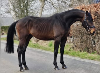 Hannoveriano, Caballo castrado, 4 años, 170 cm, Castaño oscuro