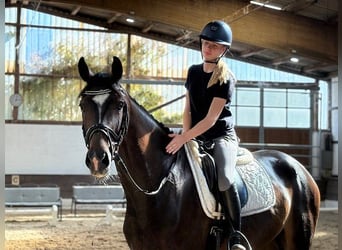 Hannoveriano, Caballo castrado, 4 años, 170 cm, Castaño oscuro