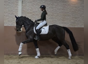 Hannoveriano, Caballo castrado, 4 años, 170 cm, Morcillo