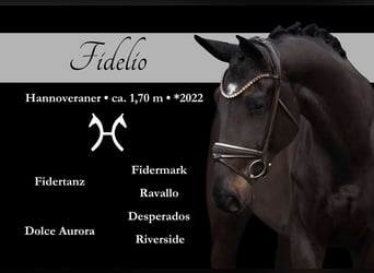 Hannoveriano, Caballo castrado, 4 años, 170 cm, Morcillo