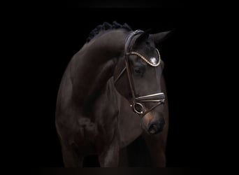 Hannoveriano, Caballo castrado, 4 años, 170 cm, Morcillo