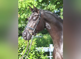 Hannoveriano, Caballo castrado, 4 años, 170 cm, Negro