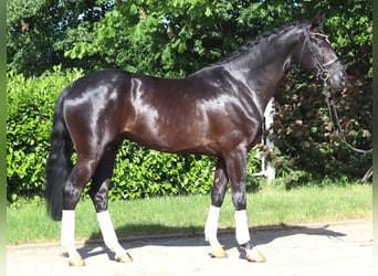 Hannoveriano, Caballo castrado, 4 años, 170 cm, Negro