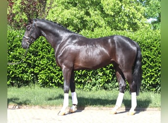 Hannoveriano, Caballo castrado, 4 años, 170 cm, Negro