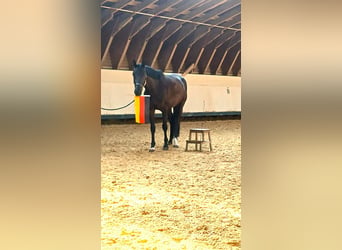 Hannoveriano, Caballo castrado, 4 años, 170 cm, Negro