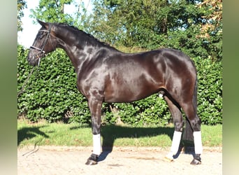 Hannoveriano, Caballo castrado, 4 años, 170 cm, Negro