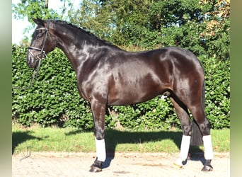Hannoveriano, Caballo castrado, 4 años, 170 cm, Negro