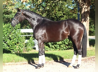 Hannoveriano, Caballo castrado, 4 años, 170 cm, Negro