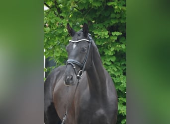 Hannoveriano, Caballo castrado, 4 años, 170 cm, Negro