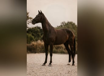 Hannoveriano, Caballo castrado, 4 años, 170 cm, Negro