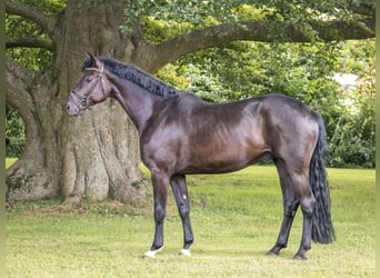 Hannoveriano, Caballo castrado, 4 años, 170 cm, Negro