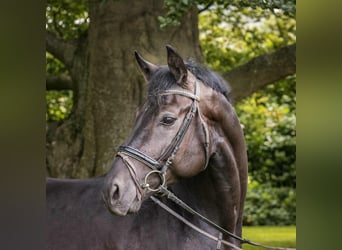 Hannoveriano, Caballo castrado, 4 años, 170 cm, Negro