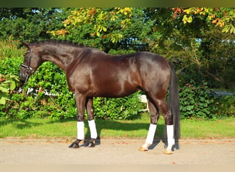 Hannoveriano, Caballo castrado, 4 años, 170 cm, Negro