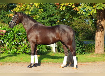 Hannoveriano, Caballo castrado, 4 años, 170 cm, Negro