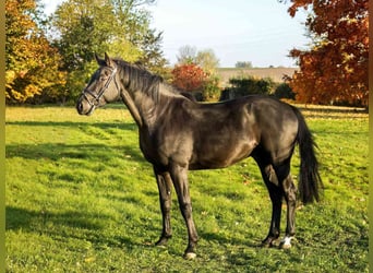 Hannoveriano, Caballo castrado, 4 años, 170 cm, Negro