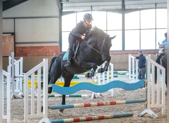 Hannoveriano, Caballo castrado, 4 años, 170 cm, Negro