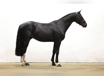 Hannoveriano, Caballo castrado, 4 años, 170 cm, Negro