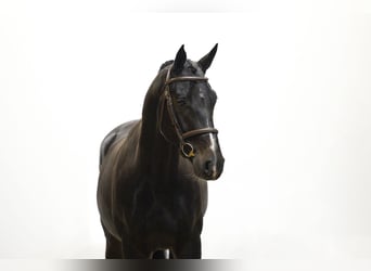 Hannoveriano, Caballo castrado, 4 años, 170 cm, Negro