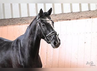 Hannoveriano, Caballo castrado, 4 años, 170 cm, Tordo rodado