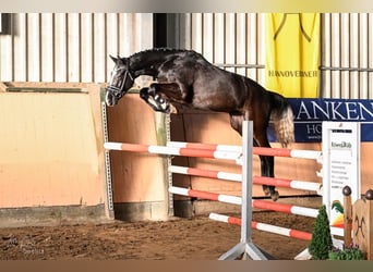 Hannoveriano, Caballo castrado, 4 años, 170 cm, Tordo rodado