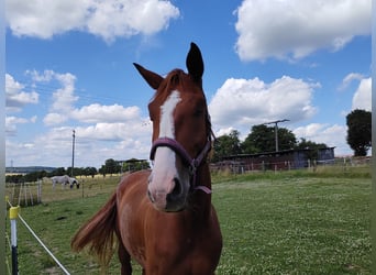 Hannoveriano, Caballo castrado, 4 años, 171 cm, Alazán