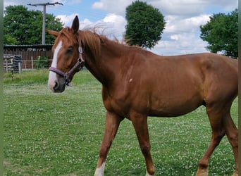 Hannoveriano, Caballo castrado, 4 años, 171 cm, Alazán