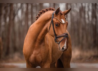 Hannoveriano, Caballo castrado, 4 años, 171 cm, Alazán