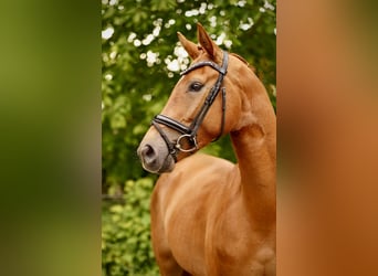 Hannoveriano, Caballo castrado, 4 años, 171 cm, Alazán