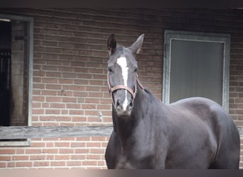 Hannoveriano, Caballo castrado, 4 años, 171 cm, Alazán-tostado