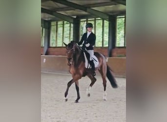 Hannoveriano, Caballo castrado, 4 años, 171 cm, Castaño