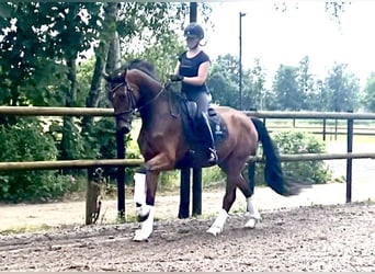 Hannoveriano, Caballo castrado, 4 años, 171 cm, Castaño
