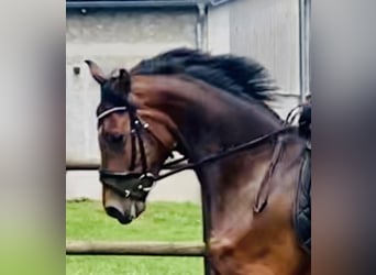 Hannoveriano, Caballo castrado, 4 años, 171 cm, Castaño