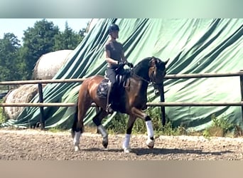 Hannoveriano, Caballo castrado, 4 años, 171 cm, Castaño