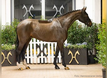Hannoveriano, Caballo castrado, 4 años, 171 cm, Castaño