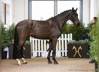 Hannoveriano, Caballo castrado, 4 años, 171 cm, Castaño